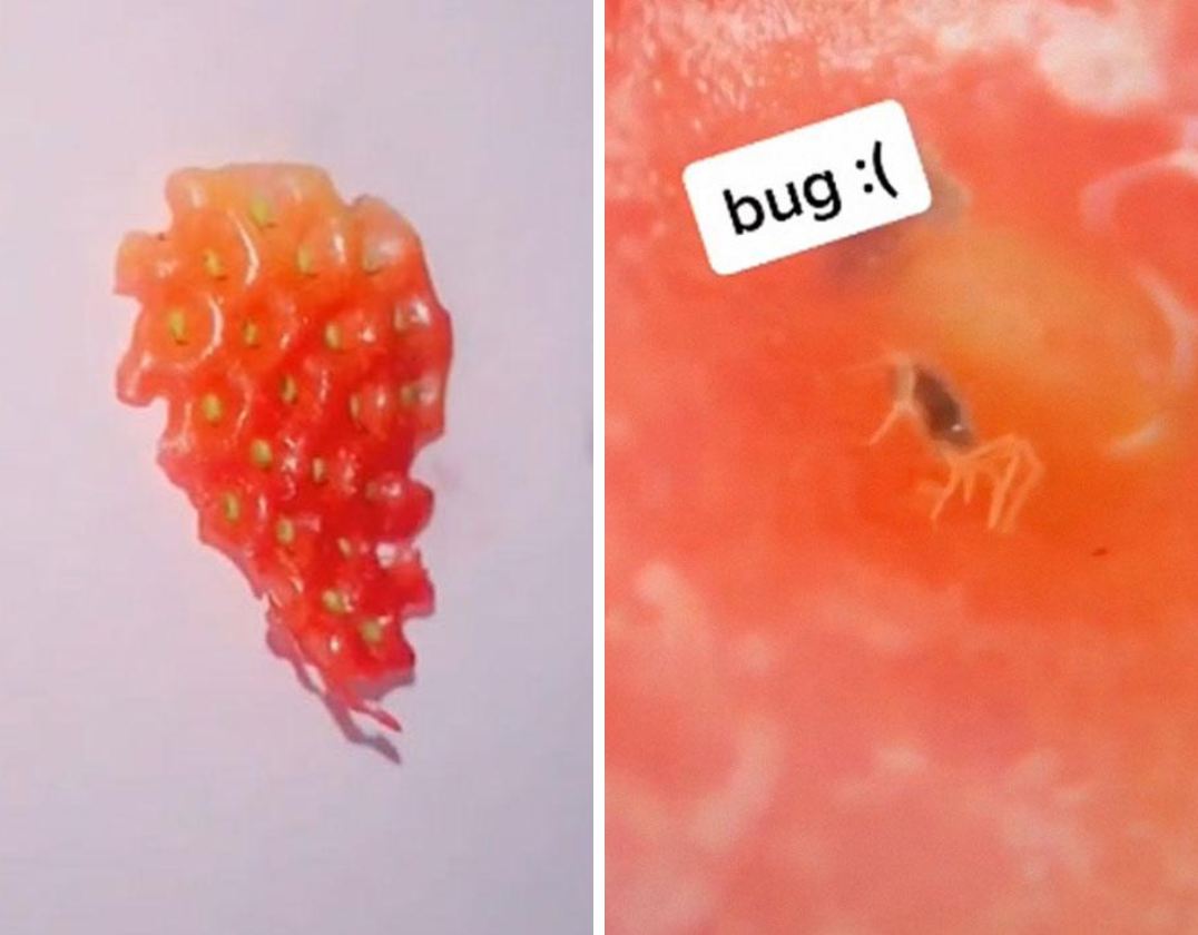 Apparently, when you put strawberries in salt water, tiny bugs crawl